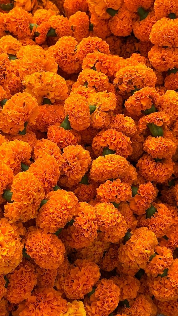 Orange marigold flowers used for festive decoration